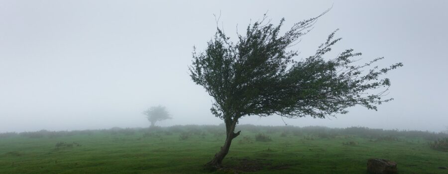 tree in a field blowing in heavy wind
